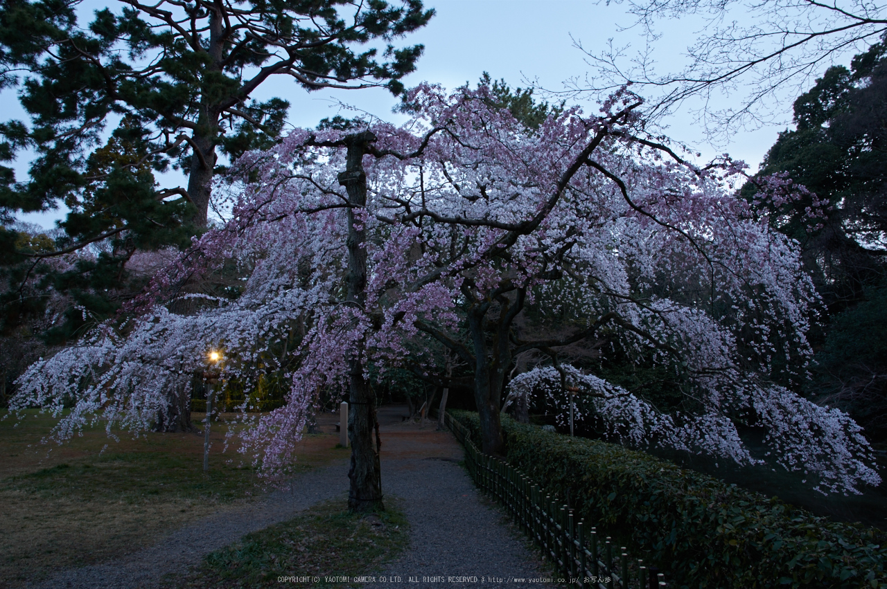 http://www.yaotomi.co.jp/blog/walk/%E4%BA%AC%E9%83%BD%E5%BE%A1%E8%8B%91%2C%E6%A1%9C%28K32_6404%2C16%20mm%2CF9%2Ciso100%292016yaotomi.jpg