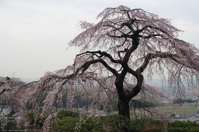 2011_4_地蔵禅院・桜_7.jpg