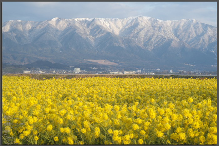 守山 なぎさ公園 菜の花 2012 Fujifilm X Pro1 お写ん歩