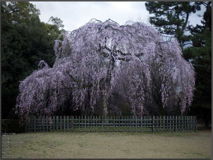 京都御苑 出水の桜 出水の小川 糸桜 12 Olympus Sh 25mr お写ん歩