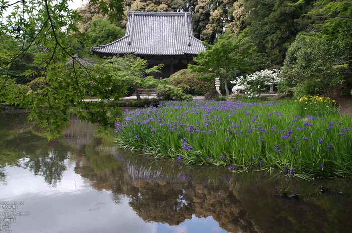 RICOH_GXR_A16_長岳寺・杜若_2012_yaotomi_6.jpg