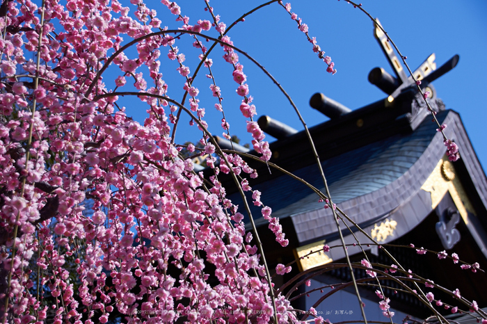 結城神社,梅,SIGMA18_200,(IMG_0796,46mm,F5.6)2014yaotomi_.jpg