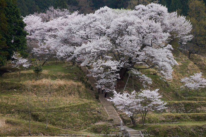 仏隆寺（佛隆寺） 桜 【2014 奈良桜 開花】 ／ FUJIFILM X-T1 with