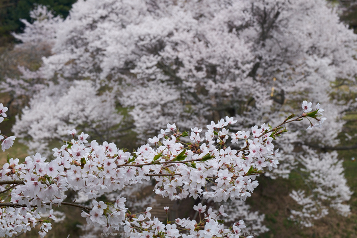 仏隆寺（佛隆寺） 桜 【2014 奈良桜 開花】 ／ FUJIFILM X-T1 with