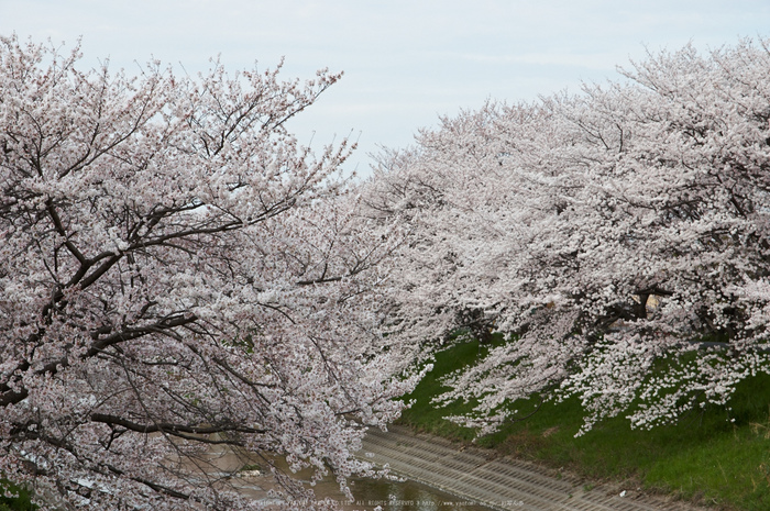 箸尾の桜并木 高田川【2014 奈良桜 开花 sigma 8-16mm f4.5-5.