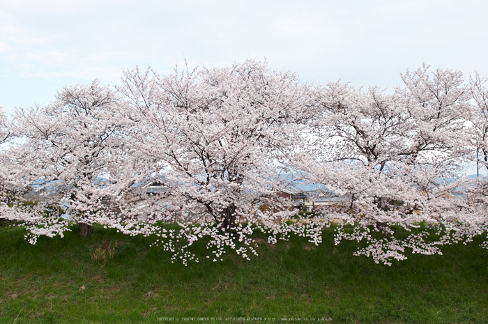 箸尾の桜并木 高田川【2014 奈良桜 开花 sigma 8-16mm f4.5-5.