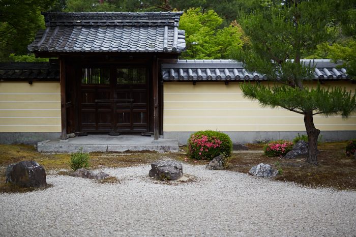 等持院,さつき(5J7C0488,50mm,F1.6)2014yaotomi_.jpg