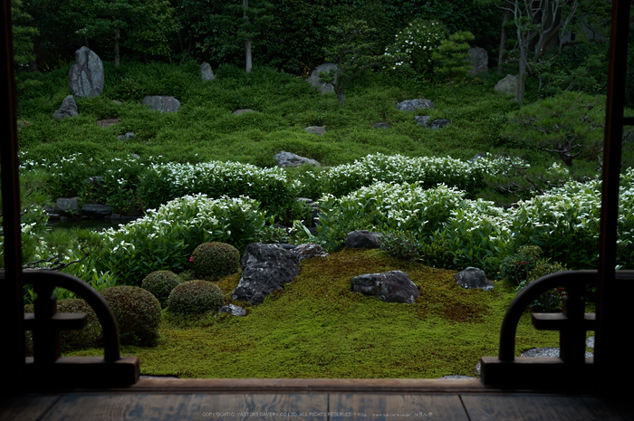 両足院 半夏生 2014 ／ SIGMA 18-35mm F1.8 DC HSM Art with PENTAX K-3 - お写ん歩