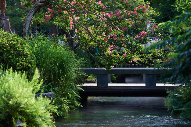 醒ヶ井 梅花藻 2014 ／ Nikon Df with Ai Nikkor 85mm F2S - お写ん歩