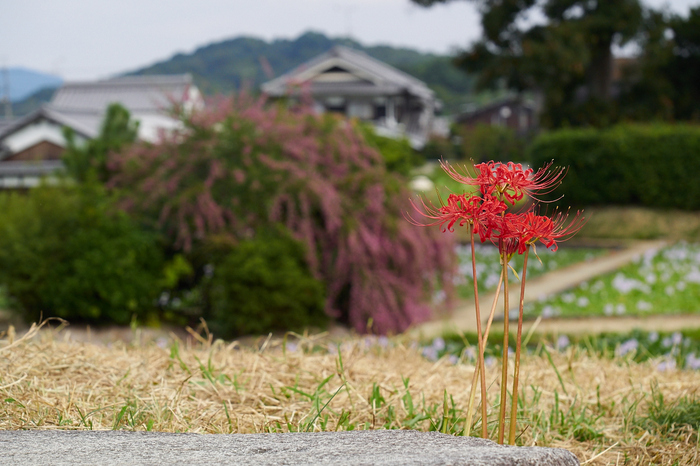 本薬師寺跡 彼岸花 ホテイアオイ 2014 ／ OLYMPUS OM-D E-M1