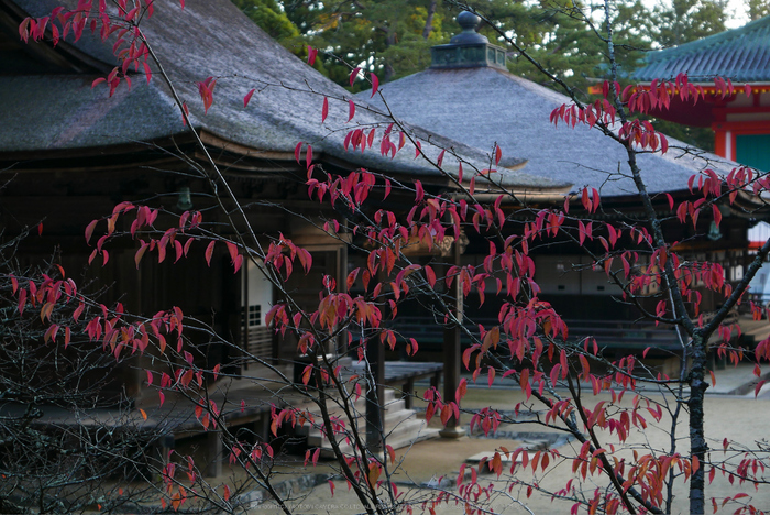 高野山,紅葉(P1000197,F2.8,34mm,LX100)2014yaotomi.jpg