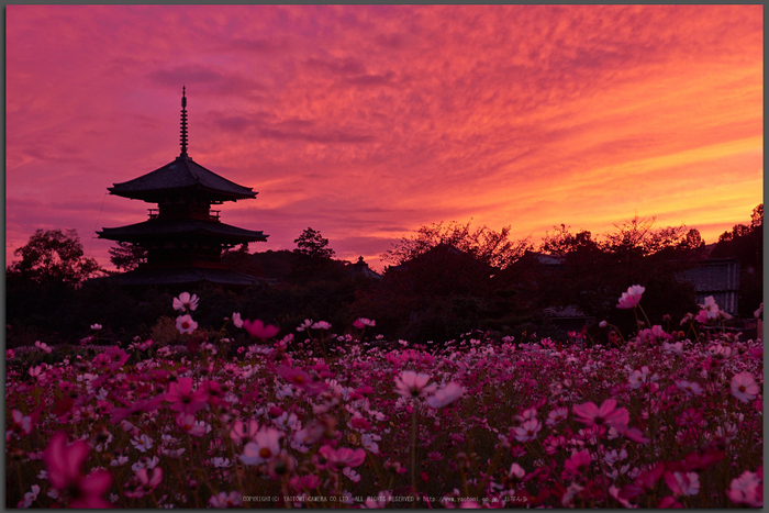 法起寺 コスモス 夕景 2014 ／ 大宇陀 『cafe equbo*』 Panasonic Lumix TZ60 - お写ん歩