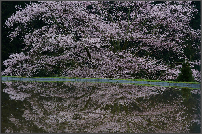奈良 諸木野の桜 【2015 奈良桜 開花】 ／ SMC PENTAX DA ☆ 50-135mm