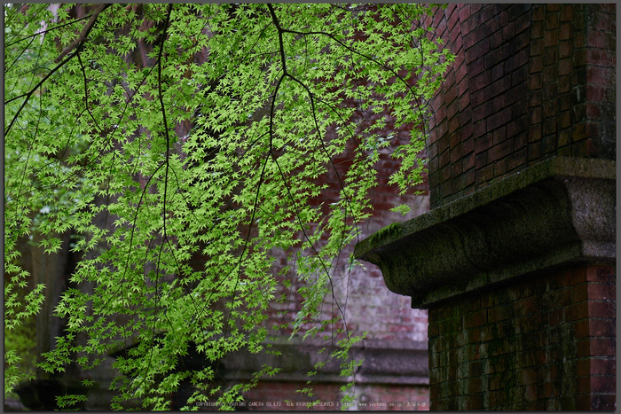 京都 南禅寺 青もみじ 2015 ／ Panasonic LUMIX G 42.5mm/F1.7 ASPH ...