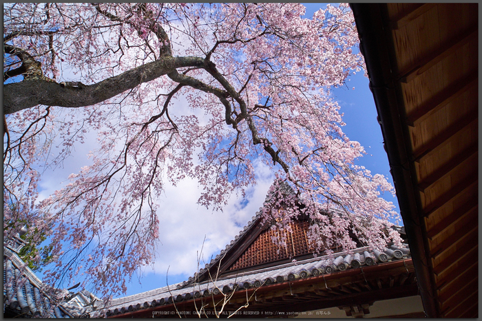 當麻寺護念院,桜(EM160378)2016yaotomi_T.jpg