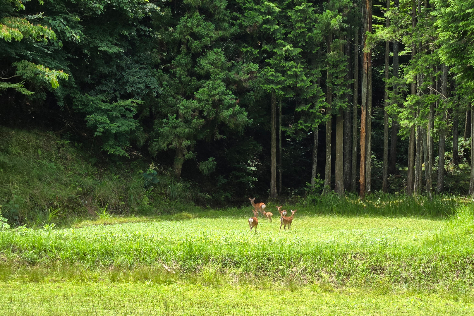 https://www.yaotomi.co.jp/blog/walk/20240629_115230%2C7%20mm%2CF2.4%2Ciso25%28JPEG%29.jpg