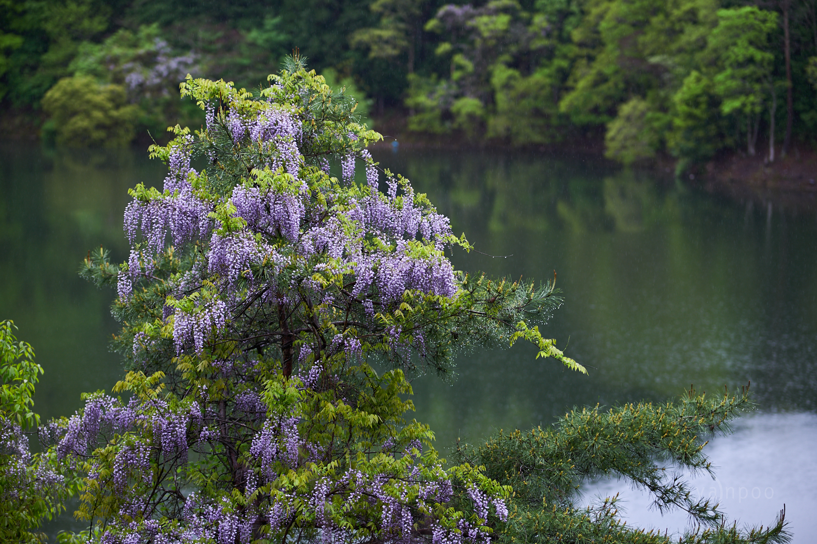 https://www.yaotomi.co.jp/blog/walk/7II02425%2C85%20mm%2CF1.8%2Ciso100%28cRAW%29%201.jpg