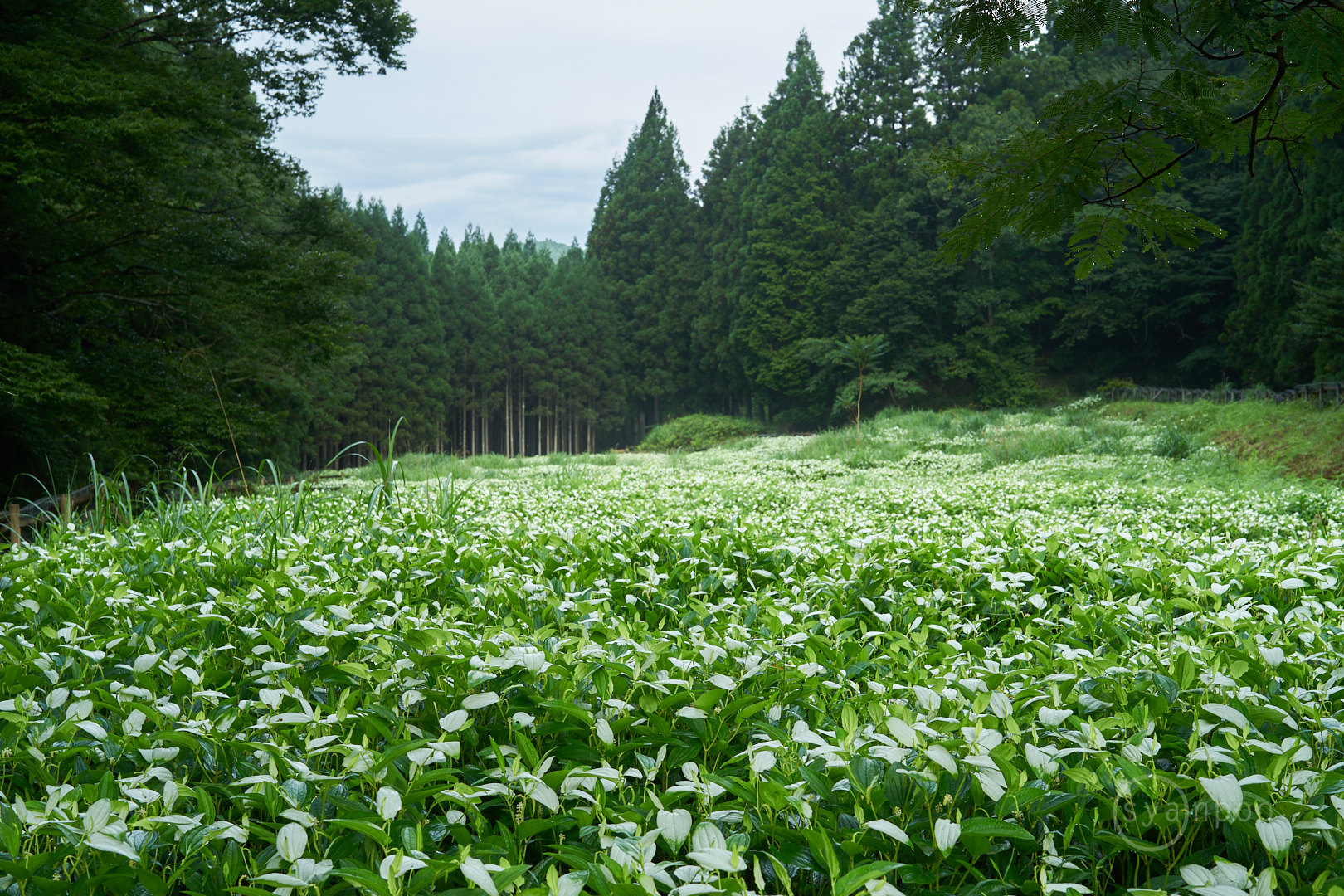 https://www.yaotomi.co.jp/blog/walk/7II04480%2C40%20mm%2CF8%2Ciso100%28cRAW%29.jpg