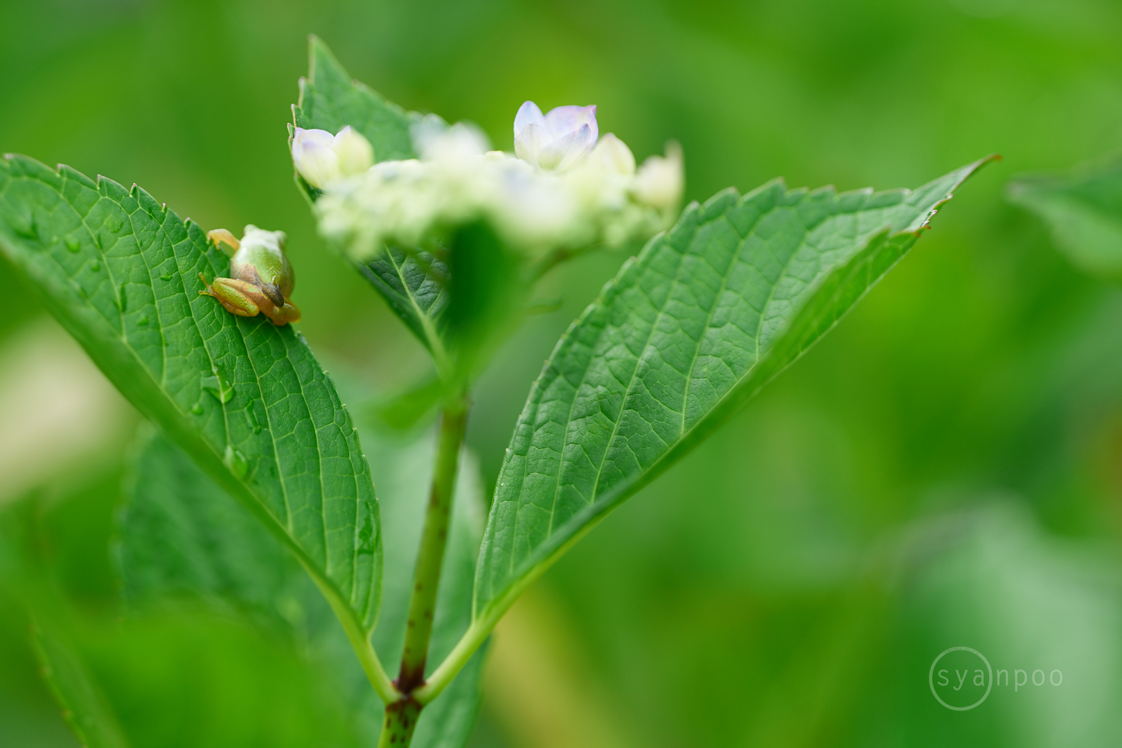 https://www.yaotomi.co.jp/blog/walk/7II04927%2C135%20mm%2CF2.2%2Ciso100%28cRAW%29.jpg