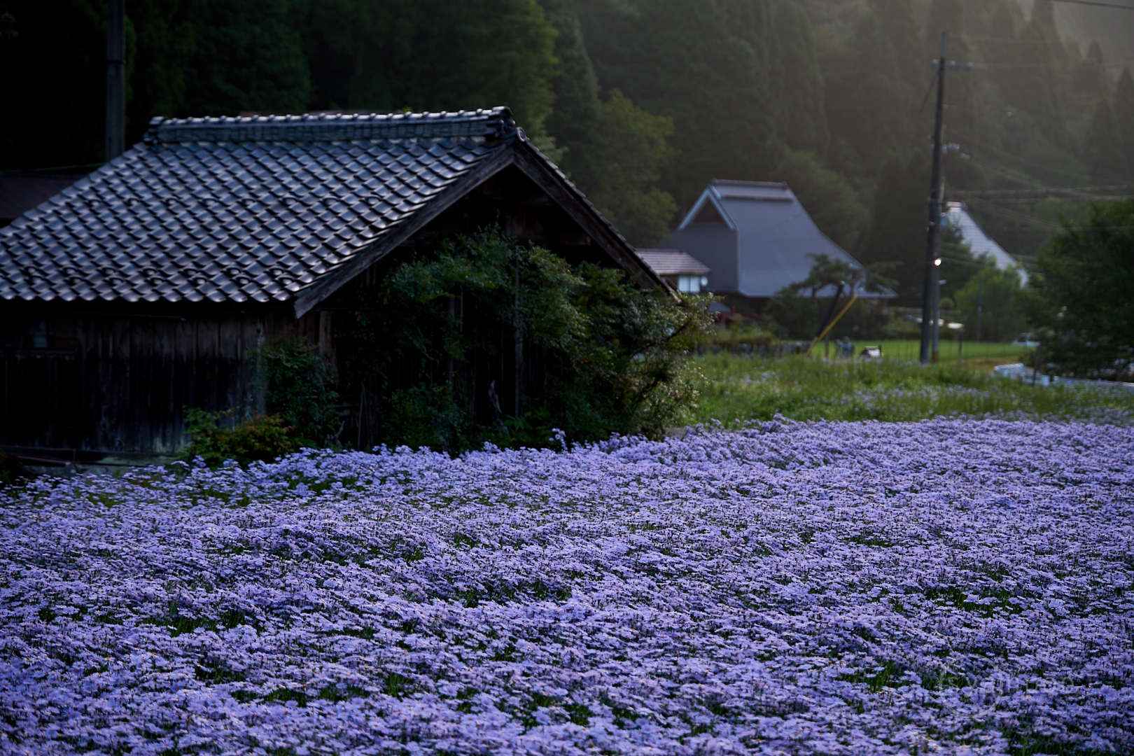 https://www.yaotomi.co.jp/blog/walk/7II05418%2C80%20mm%2CF2.8%2Ciso100%28cRAW%29.jpg