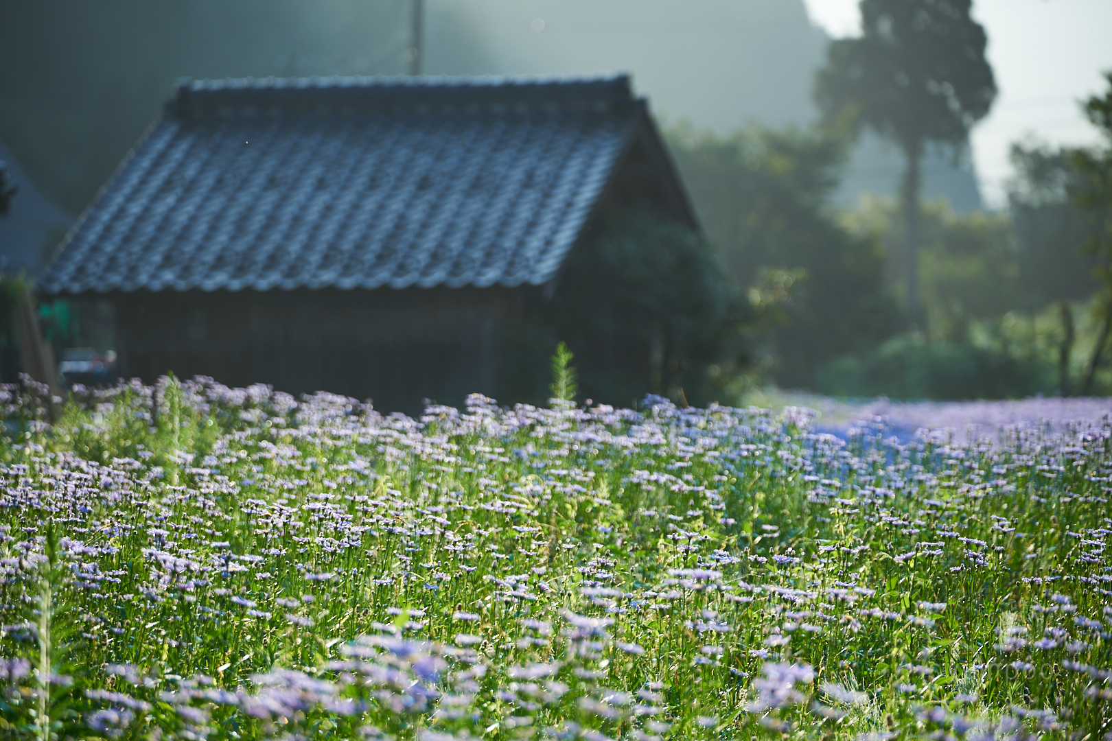 https://www.yaotomi.co.jp/blog/walk/7II05656%2C140%20mm%2CF2.8%2Ciso100%28cRAW%29.jpg