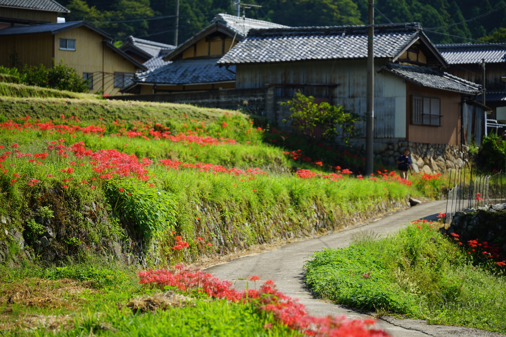 https://www.yaotomi.co.jp/blog/walk/7II08359%2C129%20mm%2CF2.8%2Ciso100%28JPEG%29.jpg