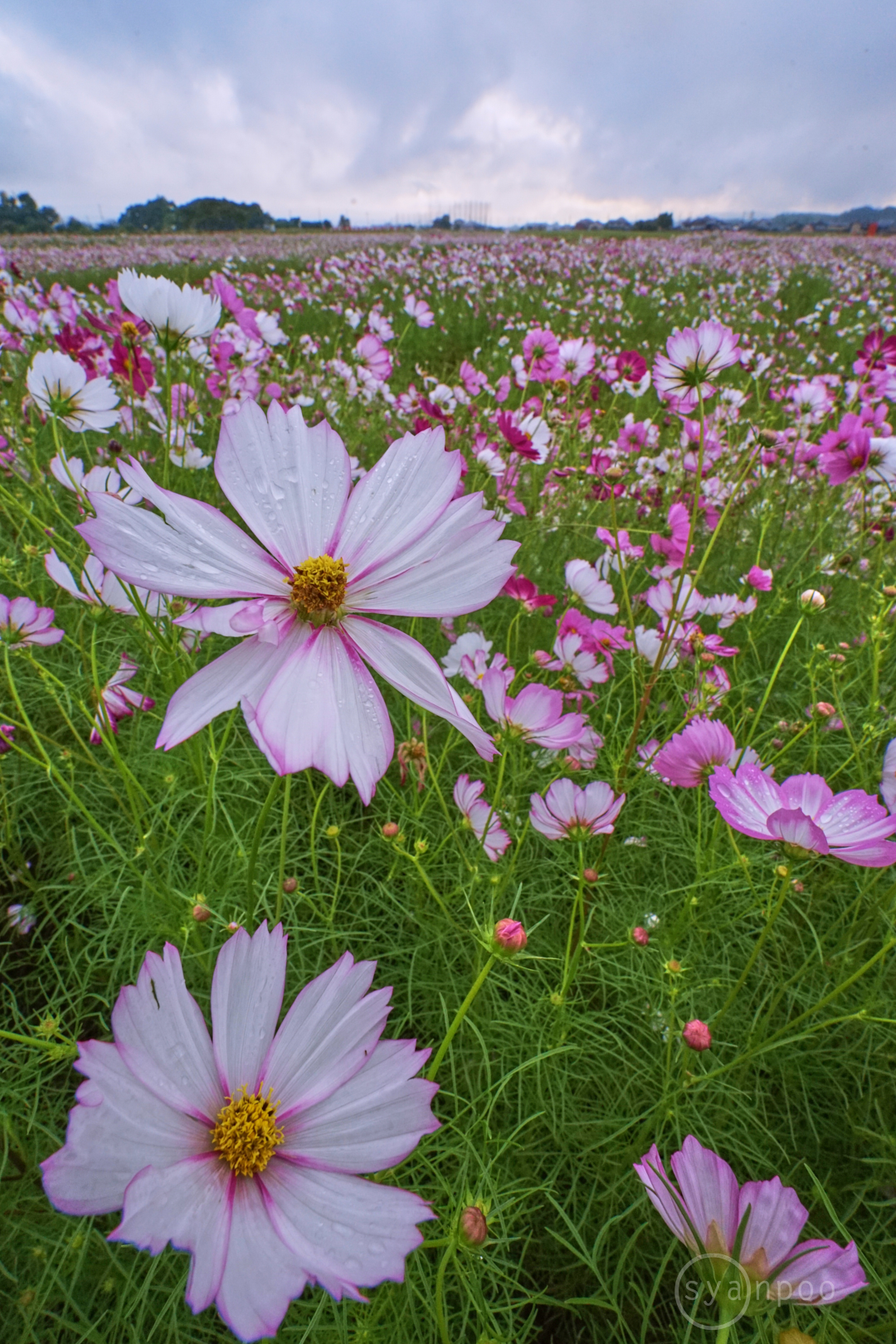 https://www.yaotomi.co.jp/blog/walk/7II08472%2C17%20mm%2CF20%2Ciso1250%28JPEG%29.jpg