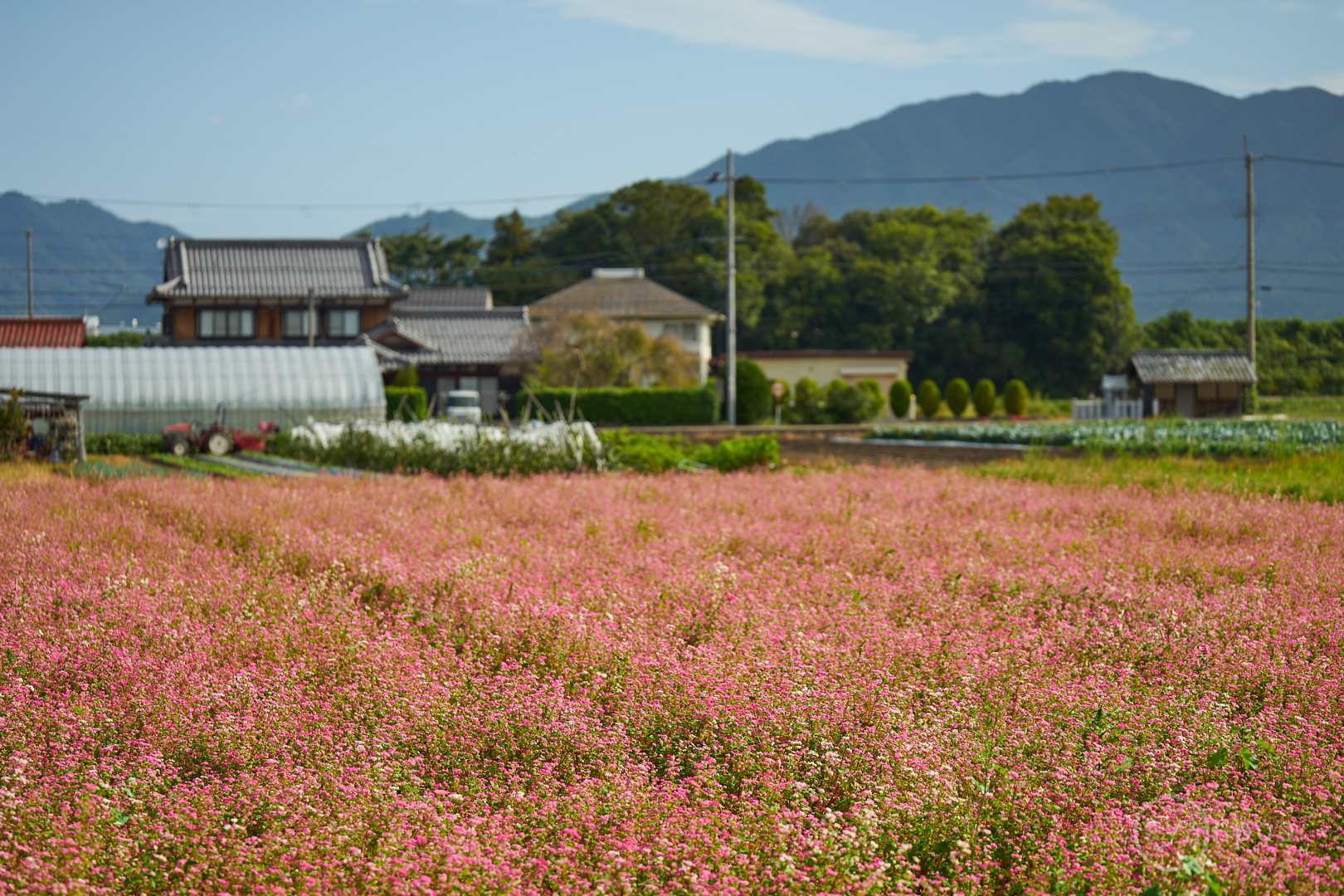 https://www.yaotomi.co.jp/blog/walk/7II08974%2C92%20mm%2CF2.8%2Ciso100%28cRAW%29.jpg