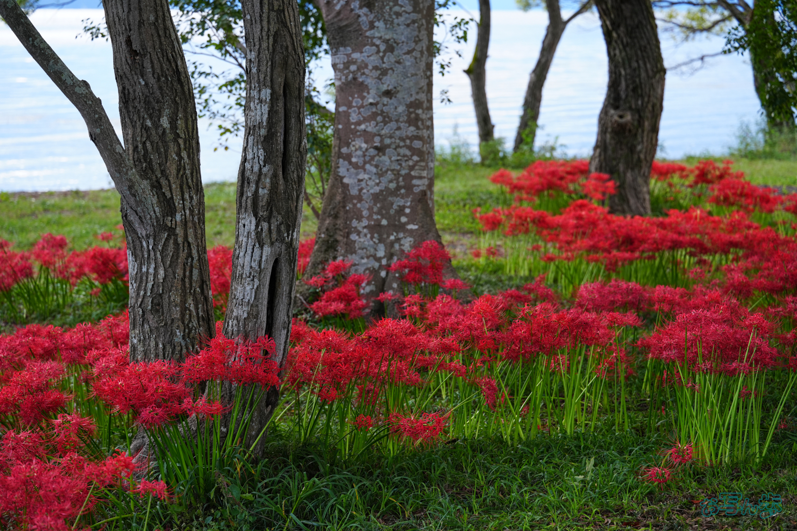 https://www.yaotomi.co.jp/blog/walk/7RV03546%2C90%20mm%2CF4%2C1-100%20%E7%A7%92%2Ciso500%28JPEG%29.jpg