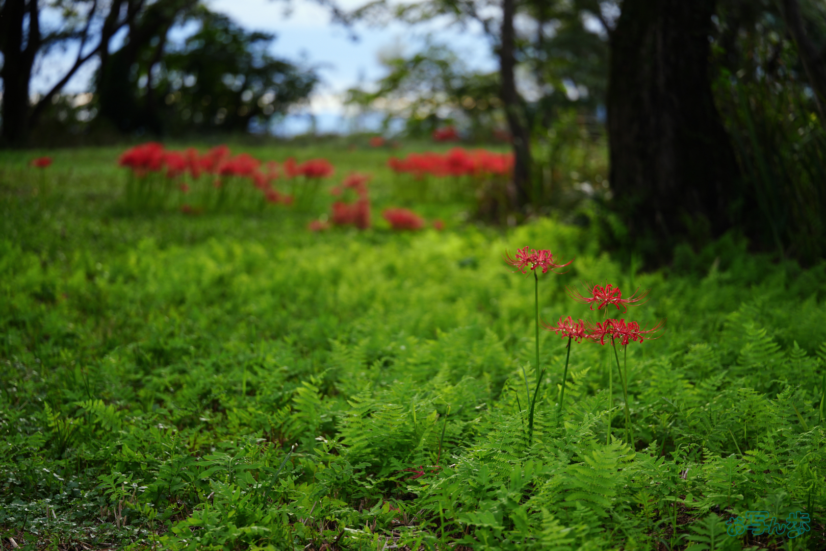 https://www.yaotomi.co.jp/blog/walk/7RV03675%2C90%20mm%2CF2.8%2C1-125%20%E7%A7%92%2Ciso100%28JPEG%29.jpg