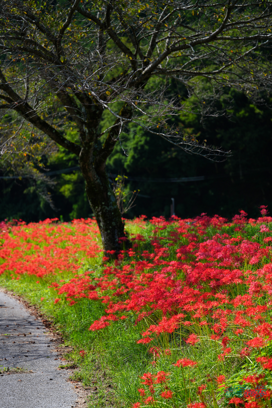 https://www.yaotomi.co.jp/blog/walk/7RV04250%2C90%20mm%2CF2.8%2C1-400%20%E7%A7%92%2Ciso100%28JPEG%29.jpg