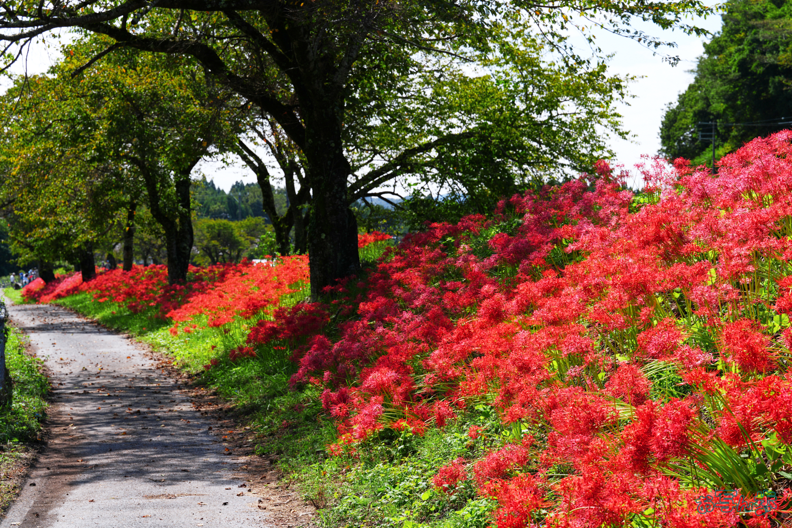 https://www.yaotomi.co.jp/blog/walk/7RV04265%2C90%20mm%2CF9%2C1-100%20%E7%A7%92%2Ciso125%28JPEG%29.jpg