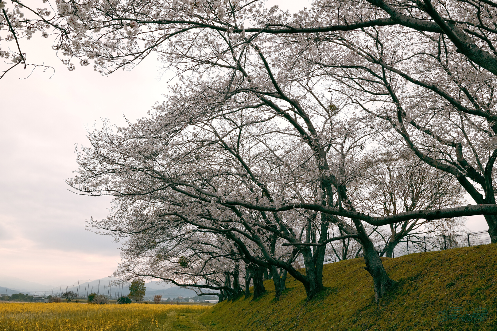 https://www.yaotomi.co.jp/blog/walk/BF_00022%2C35%20mm%2CF9%2C1-160%20%E7%A7%92%2Ciso400%28JPEG%29.jpg