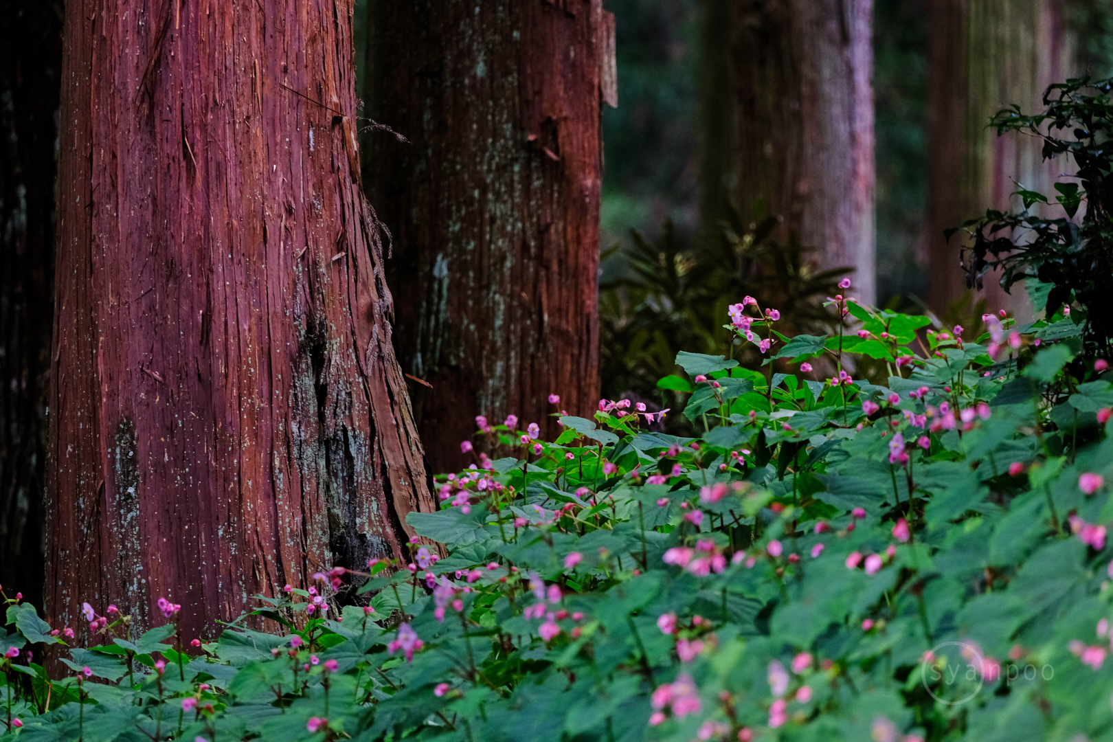 https://www.yaotomi.co.jp/blog/walk/DSCF2687%2C340%20mm%2CF6.3%2Ciso1600%28JPEG%29.jpg