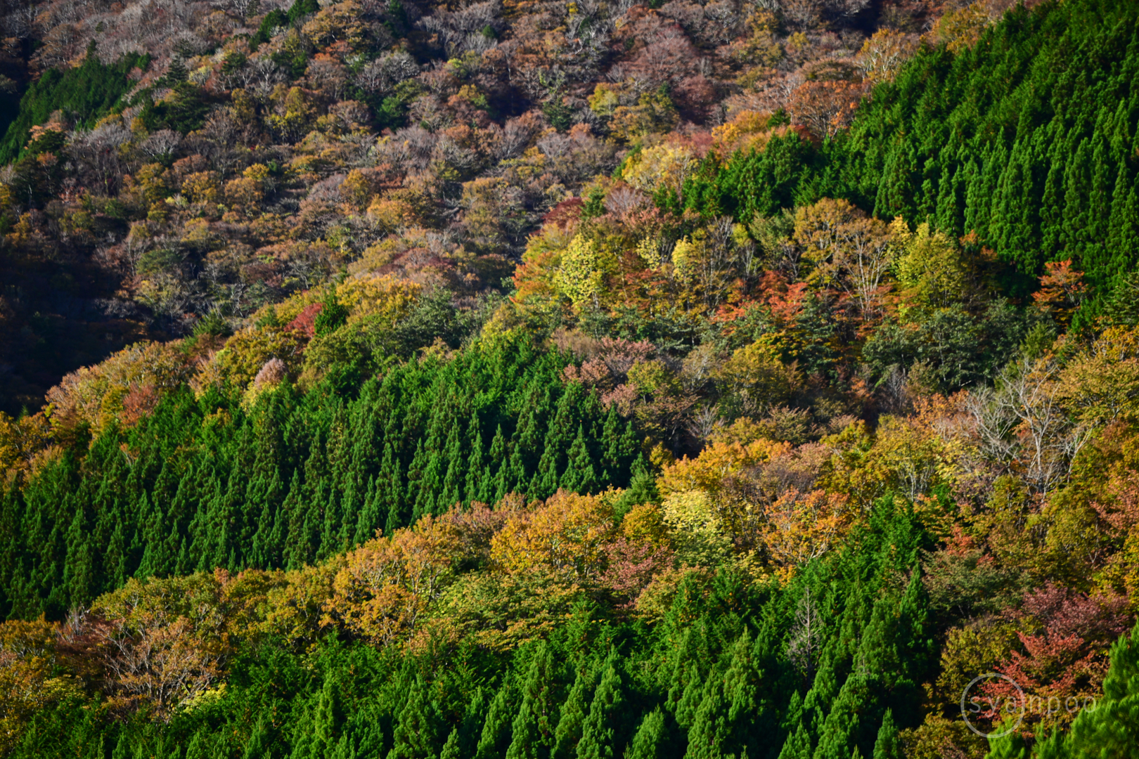 https://www.yaotomi.co.jp/blog/walk/DSC_0371Z8%2C200%20mm%2CF2.8%2Ciso100%28JPEG%29.jpg