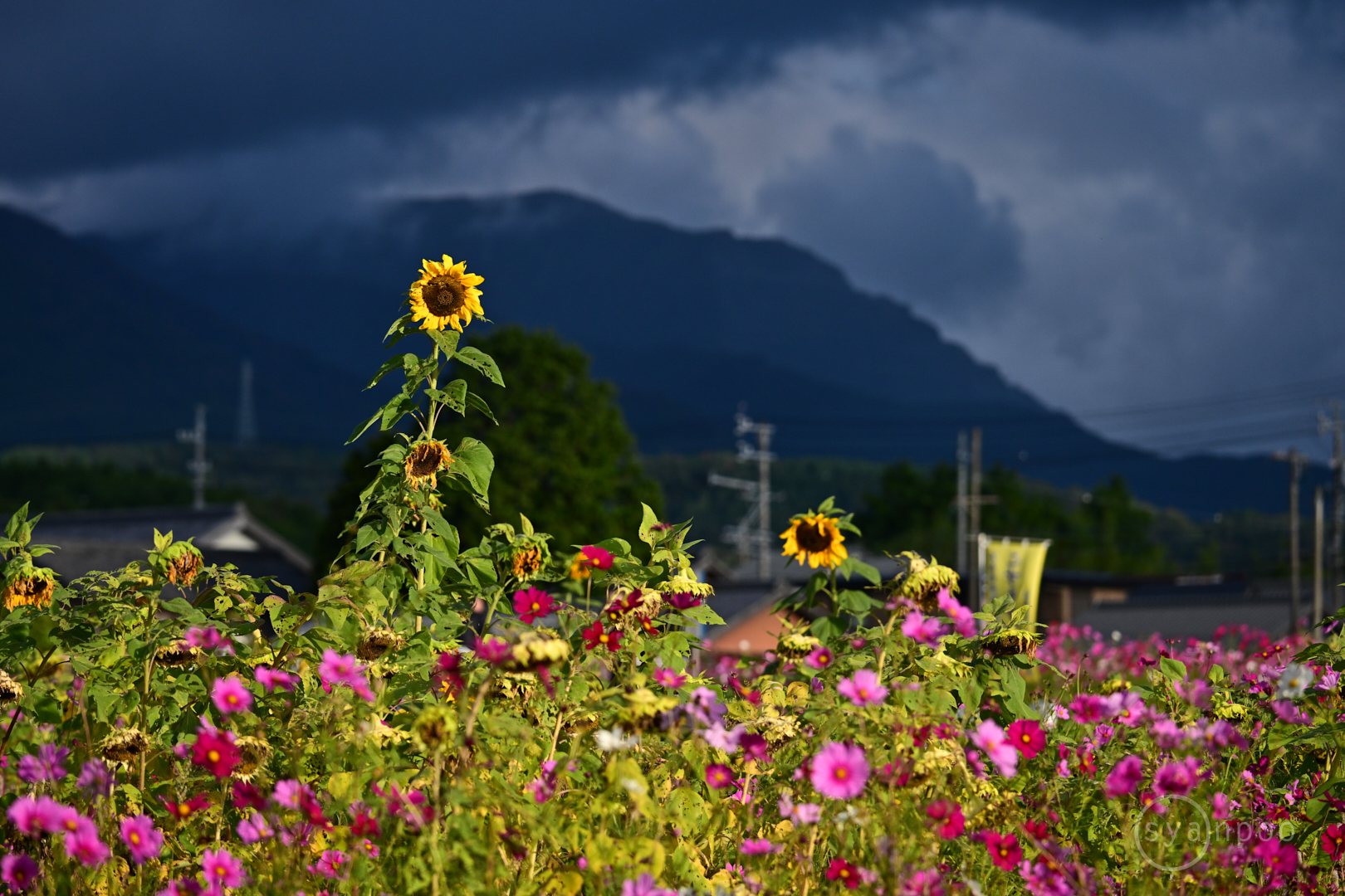 https://www.yaotomi.co.jp/blog/walk/DSC_0378Z8%2C190%20mm%2CF6.3%2Ciso400%28JPEG%29.jpg