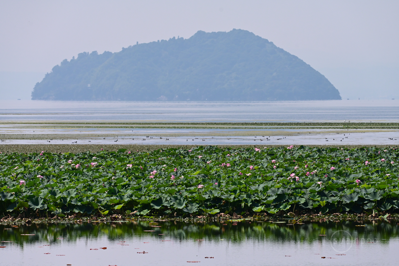 https://www.yaotomi.co.jp/blog/walk/DSC_0506%2C250%20mm%2CF7.1%2C1-5000%20%E7%A7%92%2Ciso800%28JPEG%29.jpg