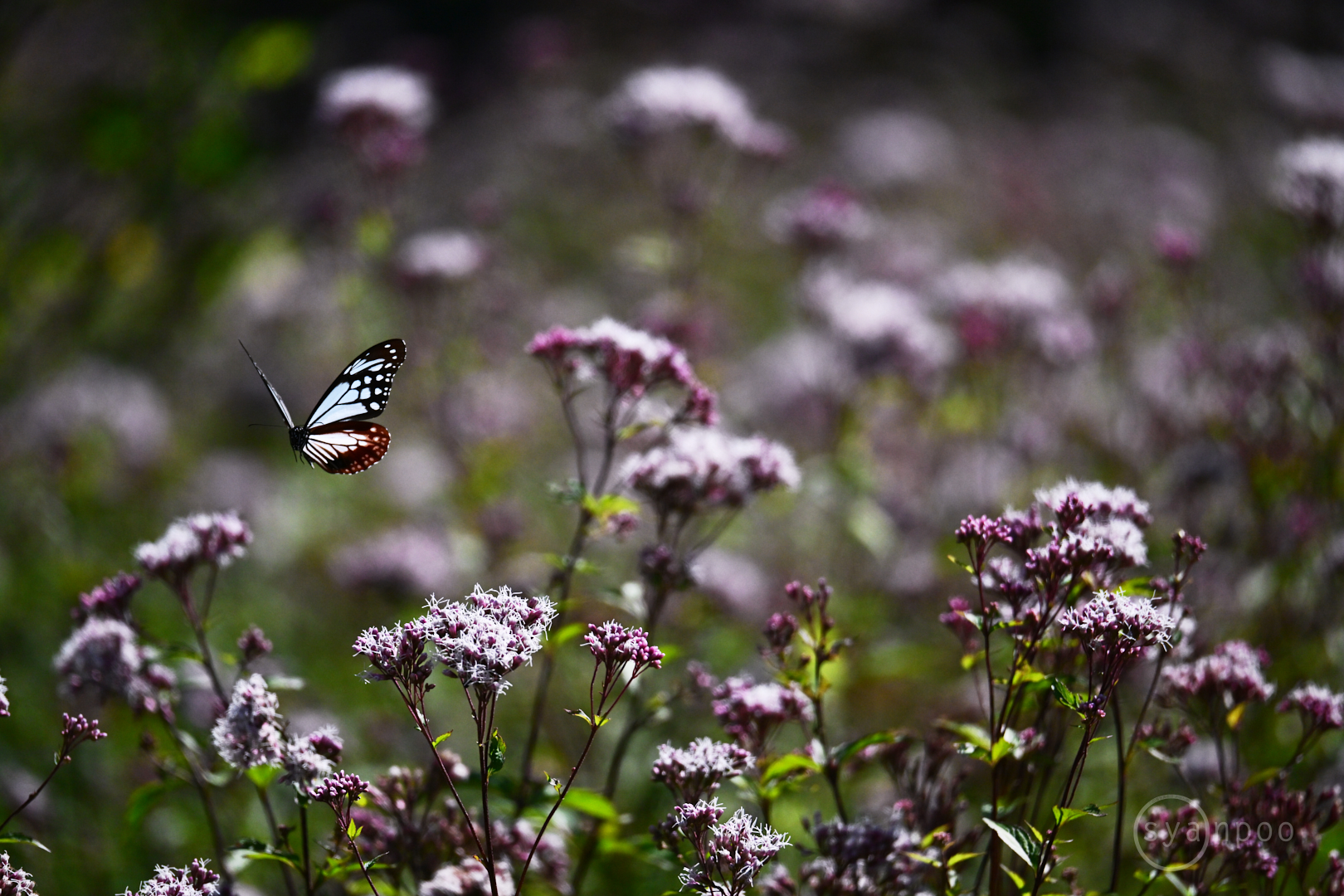 https://www.yaotomi.co.jp/blog/walk/DSC_0599%2C419%20mm%2CF6.3%2Ciso1600%28JPEG%29.jpg