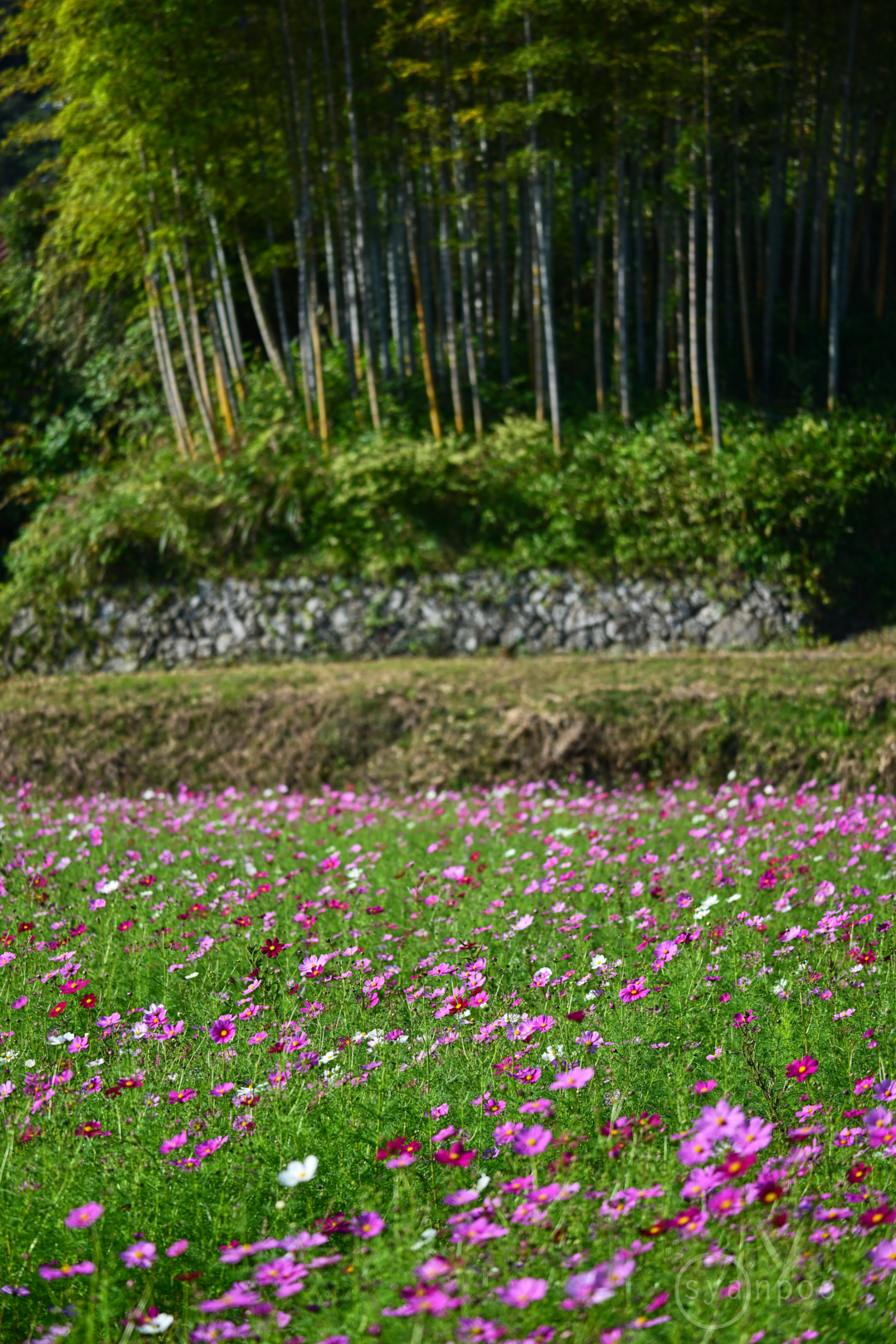 https://www.yaotomi.co.jp/blog/walk/DSC_0756%2C177%20mm%2CF5%2Ciso100%28JPEG%29.jpg