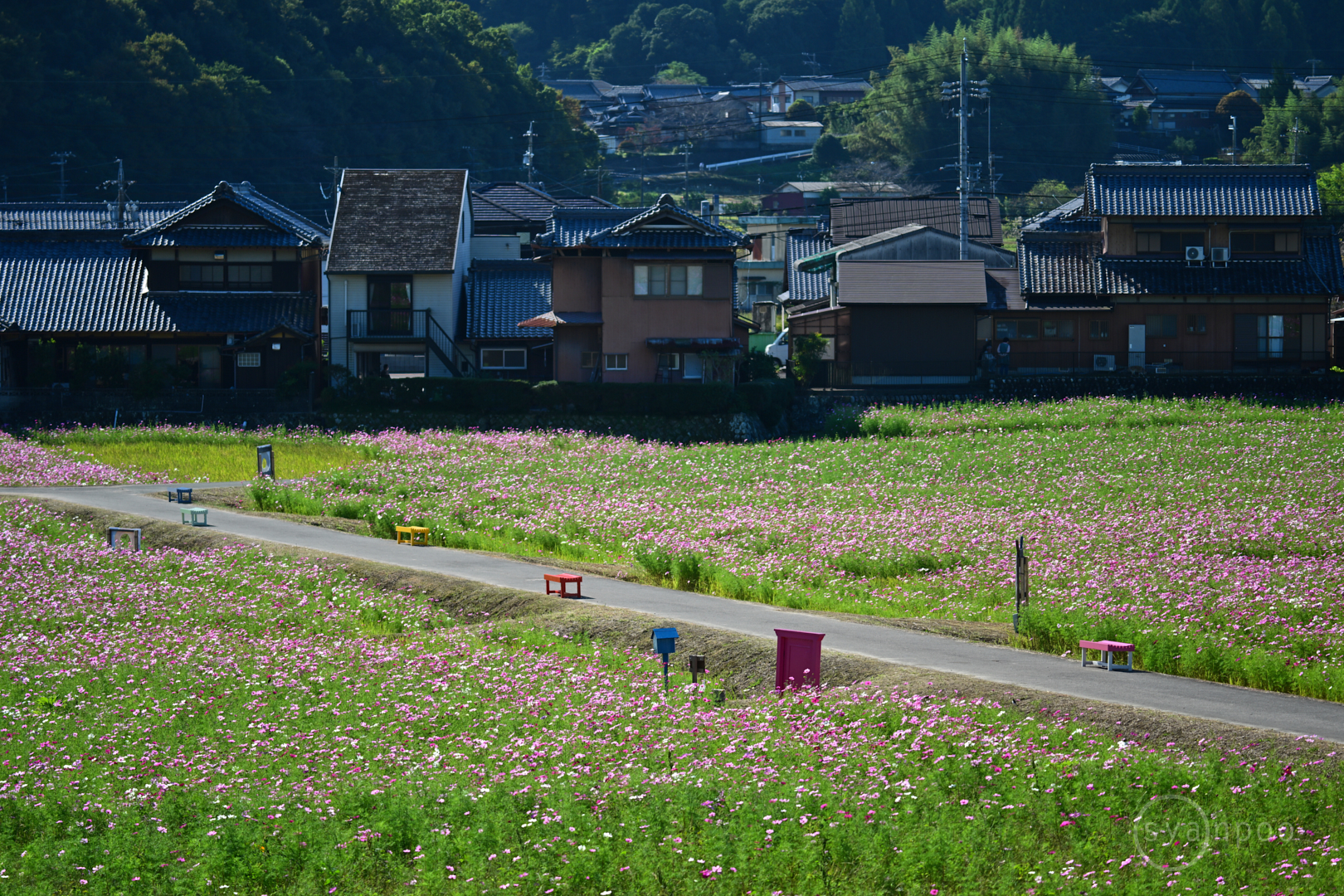 https://www.yaotomi.co.jp/blog/walk/DSC_0927%2C150%20mm%2CF5%2Ciso110%28JPEG%29.jpg