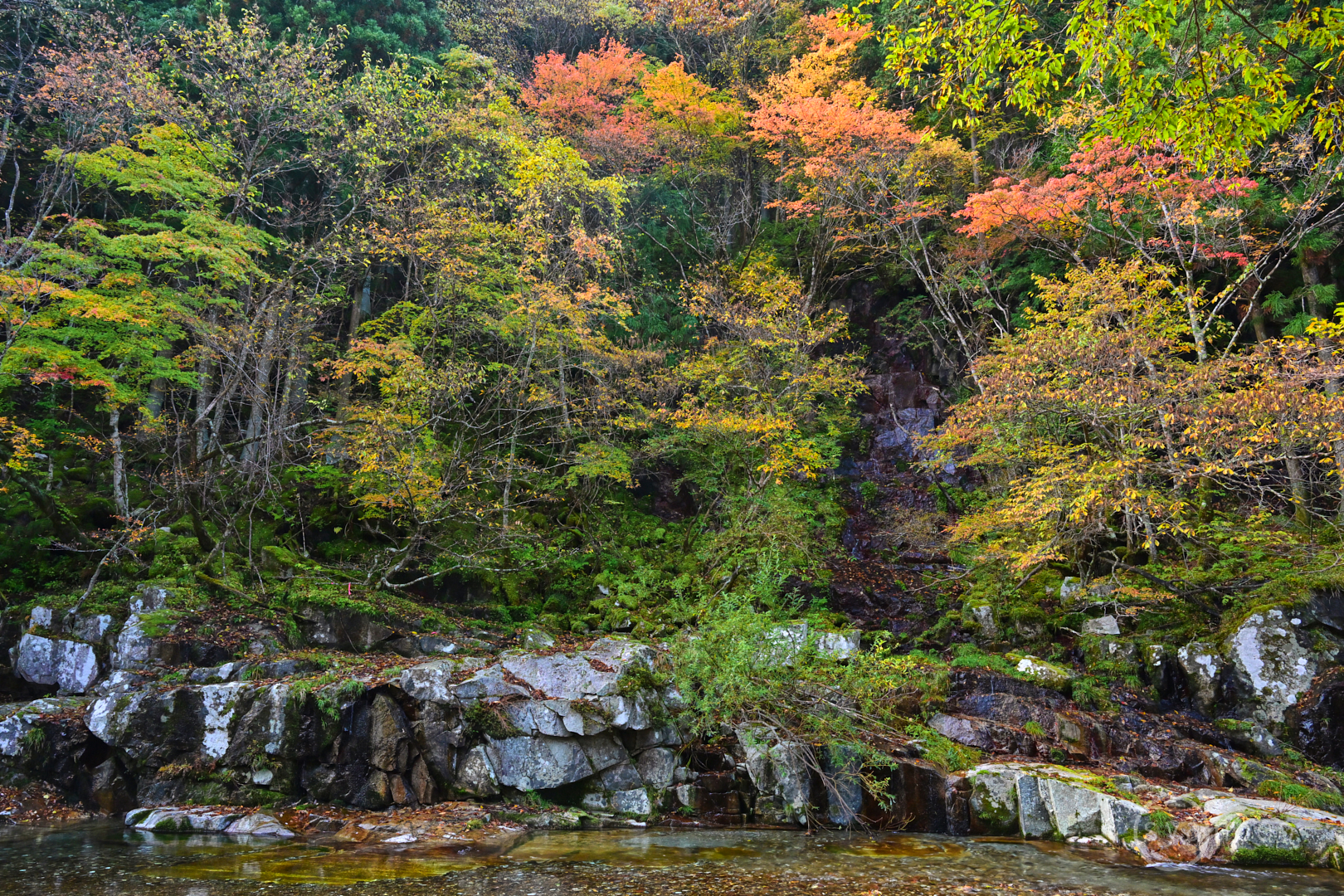 https://www.yaotomi.co.jp/blog/walk/DSC_0948Z8%2C24%20mm%2CF9%2Ciso1400%28JPEG%29.jpg