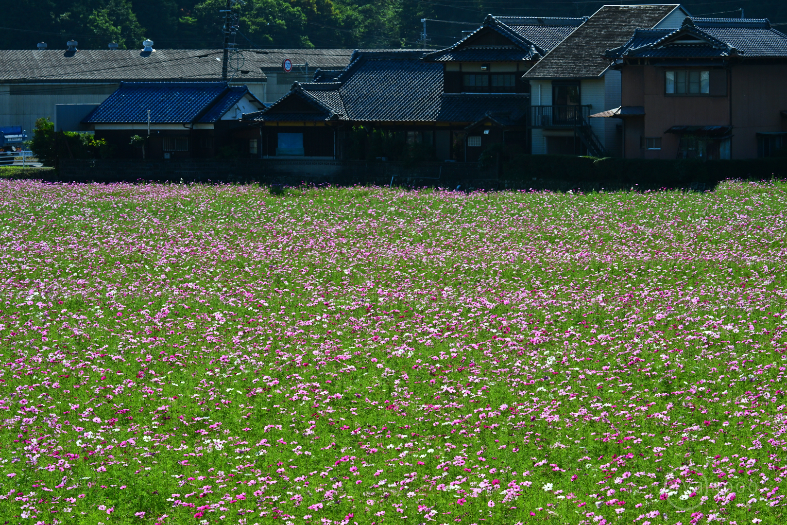 https://www.yaotomi.co.jp/blog/walk/DSC_0998%2C150%20mm%2CF14%2Ciso500%28JPEG%29.jpg