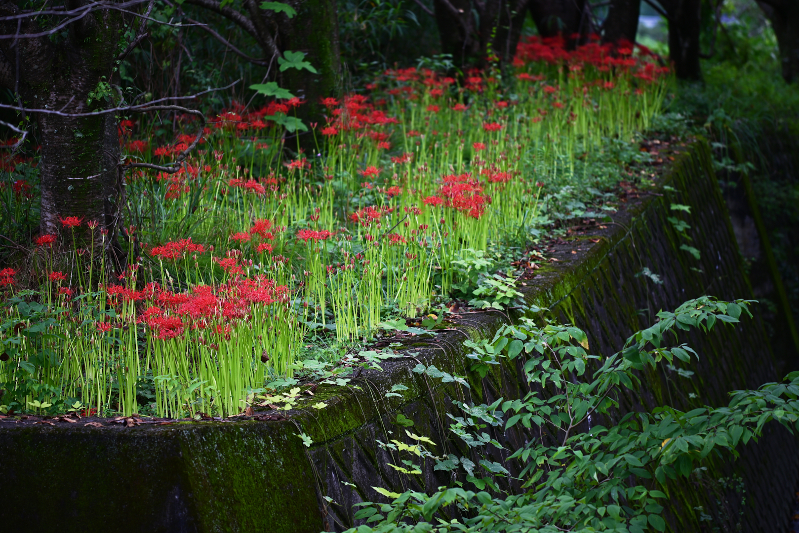 https://www.yaotomi.co.jp/blog/walk/DSC_1028%2CNIKON%20Z%205%2C200%20mm_2020yaotomi.jpg