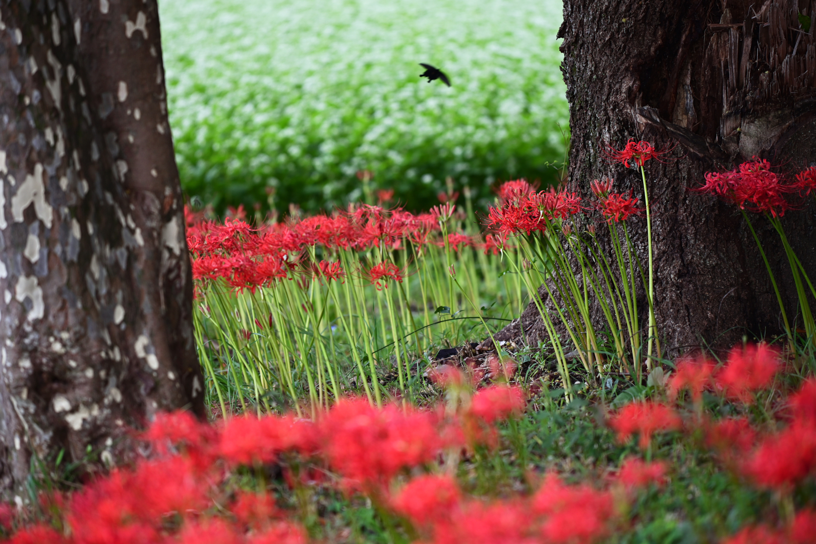 https://www.yaotomi.co.jp/blog/walk/DSC_1126%2CNIKON%20Z%205%2C200%20mm_2020yaotomi.jpg