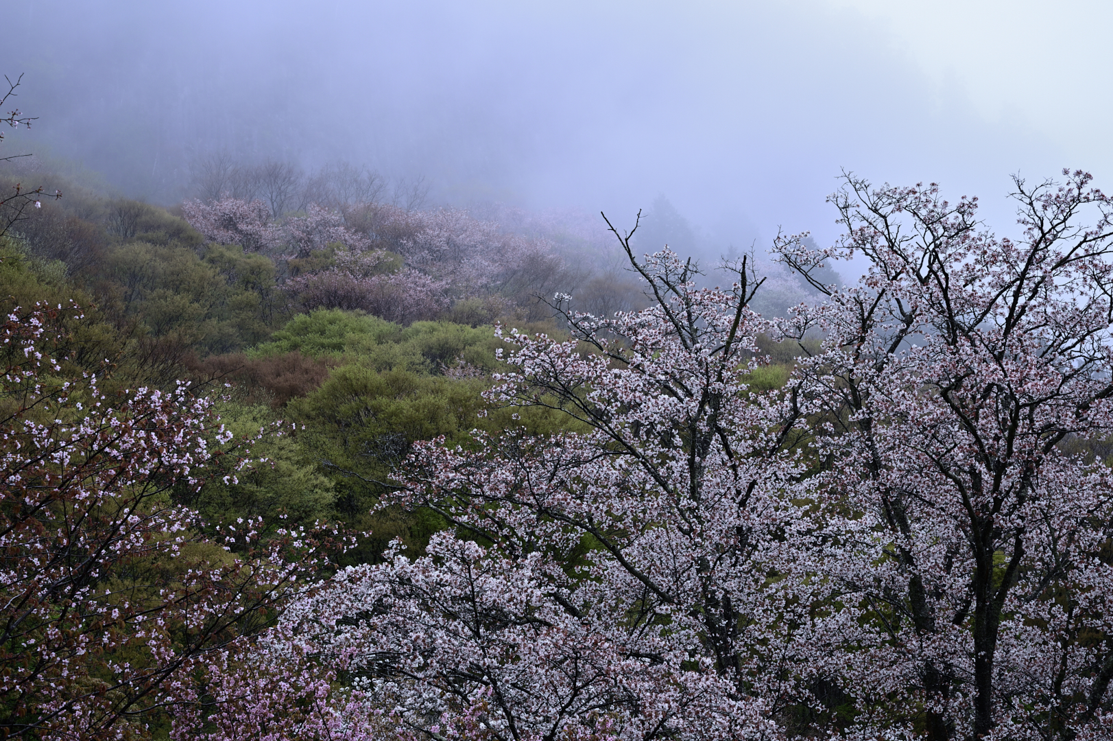 https://www.yaotomi.co.jp/blog/walk/DSC_1154_NDXko_2019yaotomi.jpg