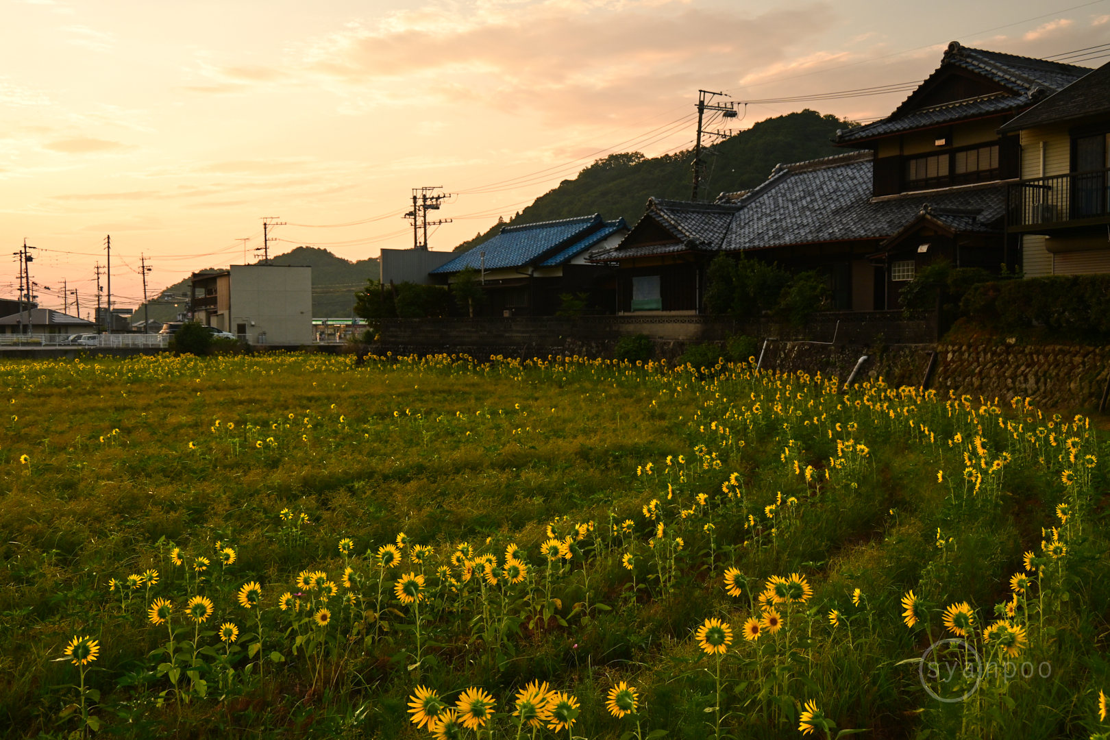 https://www.yaotomi.co.jp/blog/walk/DSC_1203%2C35%20mm%2CF8%2Ciso400%28JPEG%29.jpg