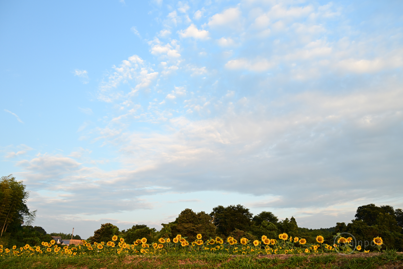 https://www.yaotomi.co.jp/blog/walk/DSC_1265%2C28%20mm%2CF8%2Ciso400%28JPEG%29.jpg