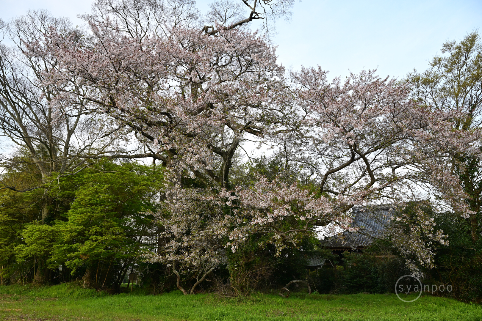 https://www.yaotomi.co.jp/blog/walk/DSC_1349%2C30%20mm%2CF10%2Ciso450%28JPEG%29.jpg