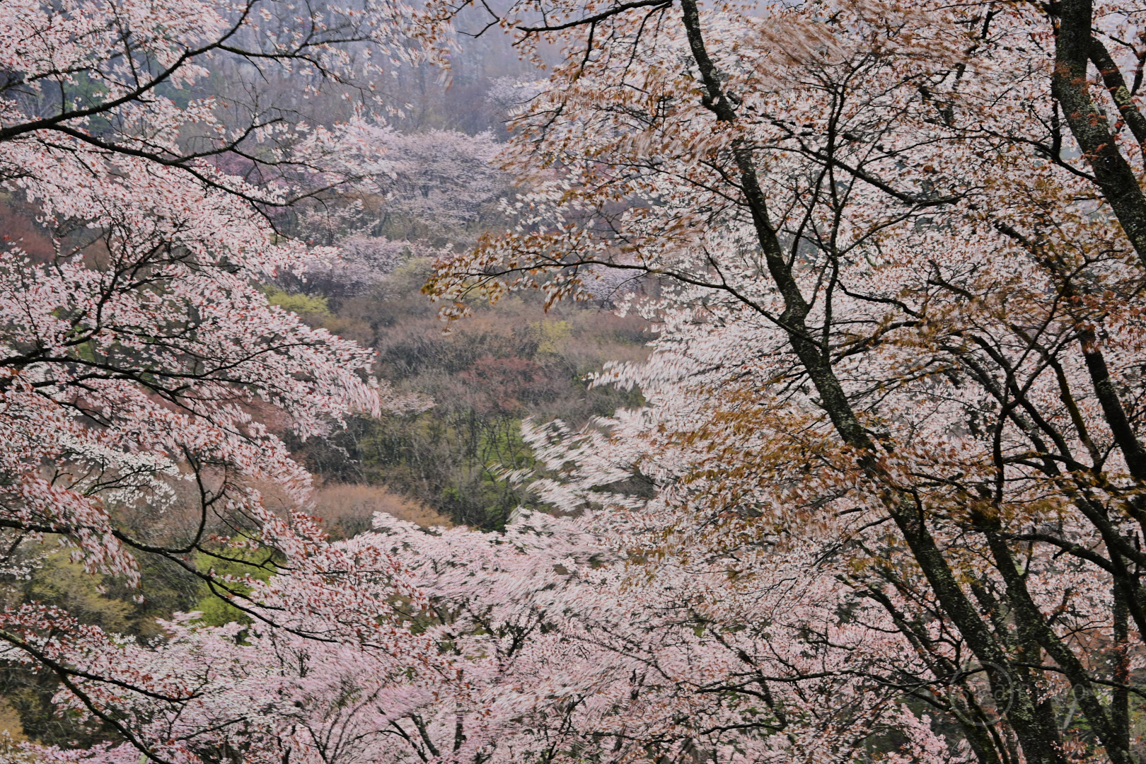 https://www.yaotomi.co.jp/blog/walk/DSC_1546%2C56%20mm%2CF8%2Ciso100%28JPEG%29%201.jpg