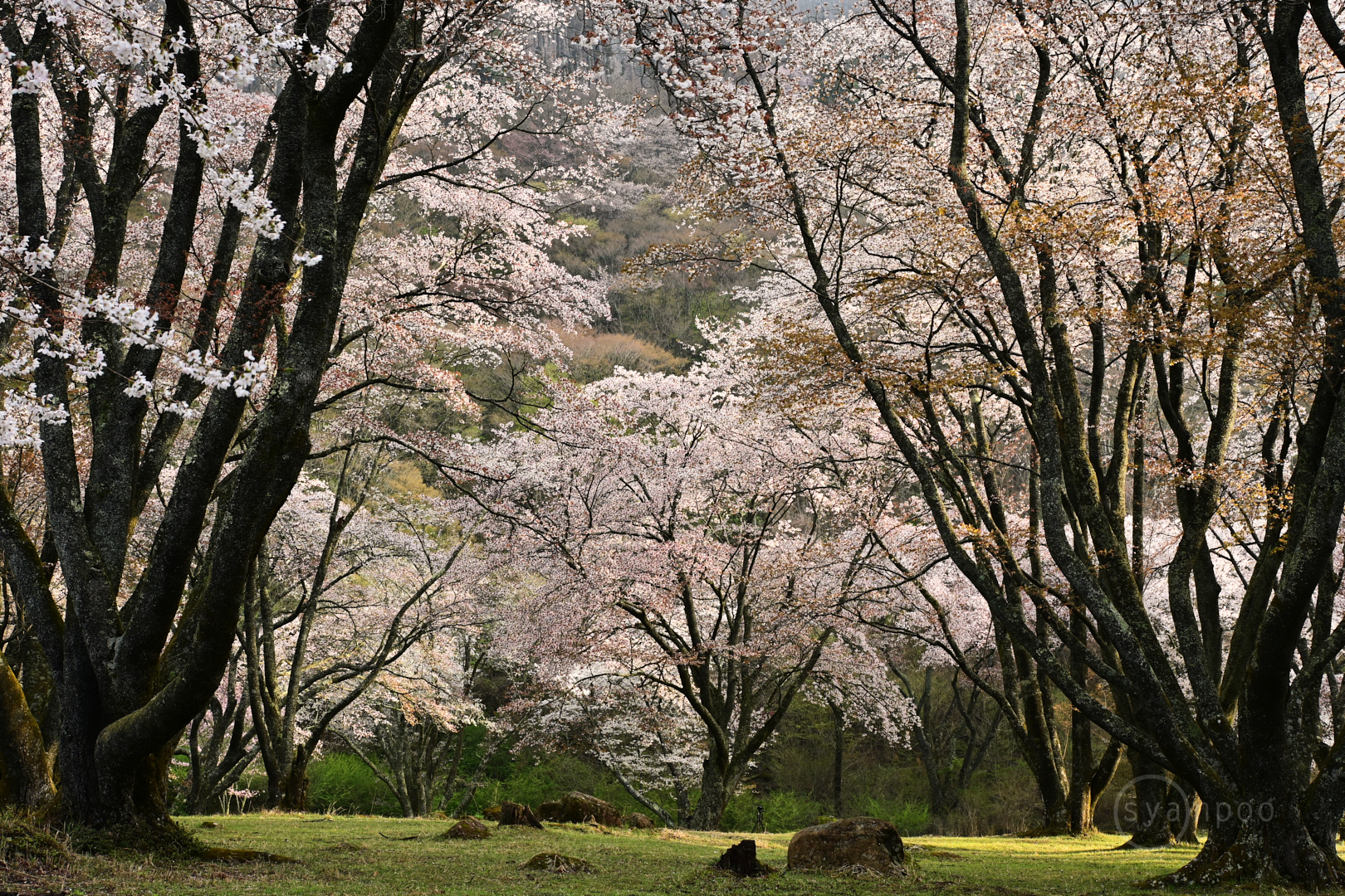 https://www.yaotomi.co.jp/blog/walk/DSC_1751%2C30%20mm%2CF9%2Ciso100%28JPEG%29%201.jpg